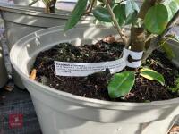 4 X ELAEAGNUS X EBBINGEI - 3