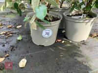 4 X ELAEAGNUS X EBBINGEI - 4
