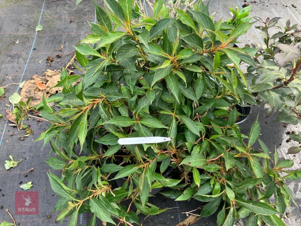4 X MIXED SHRUBS