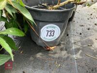 4 X MIXED SHRUBS - 2