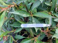 4 X MIXED SHRUBS - 3