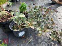 4 X MIXED SHRUBS - 5