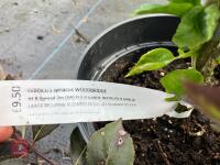 4 X MIXED SHRUBS - 8