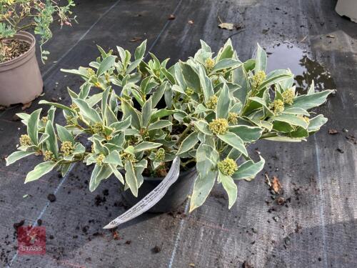 1 X SKIMMIA JAPONICA MYSTIC MARKLOE