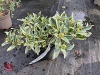 1 X SKIMMIA JAPONICA MYSTIC MARKLOE