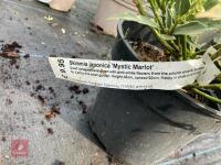 1 X SKIMMIA JAPONICA MYSTIC MARKLOE - 4
