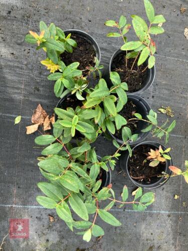 6 X HYPERICUM CALYCINUM
