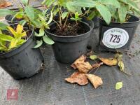 6 X HYPERICUM CALYCINUM - 2