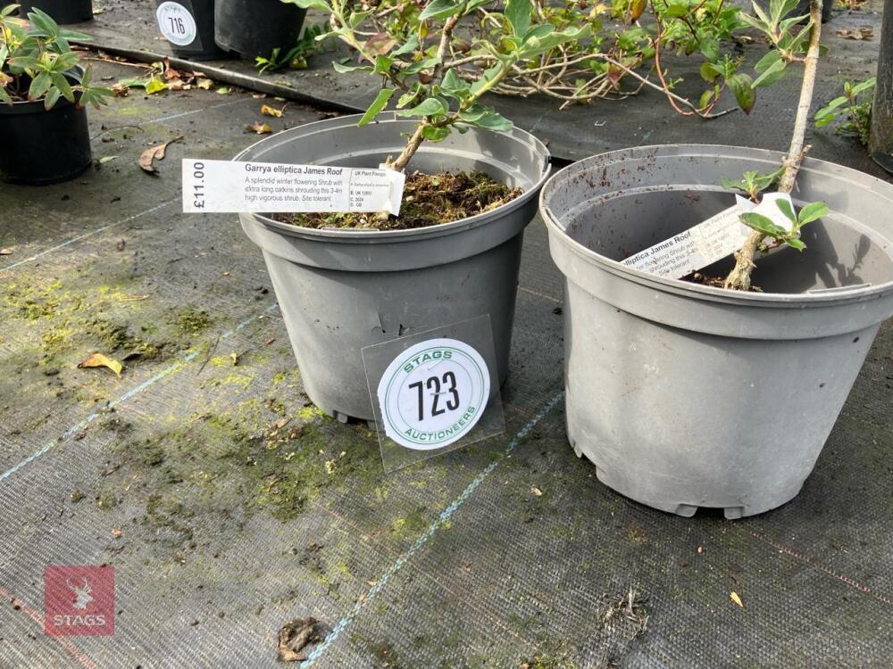 2 X GARRYA ELLIPTICA JAMES ROOF