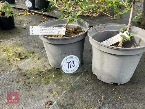 2 X GARRYA ELLIPTICA JAMES ROOF