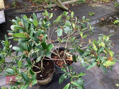 2 X SKIMMIA