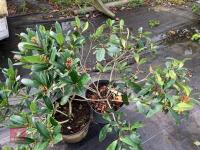 2 X SKIMMIA