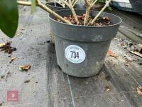 2 X SKIMMIA - 2