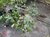 2 X SKIMMIA - 4