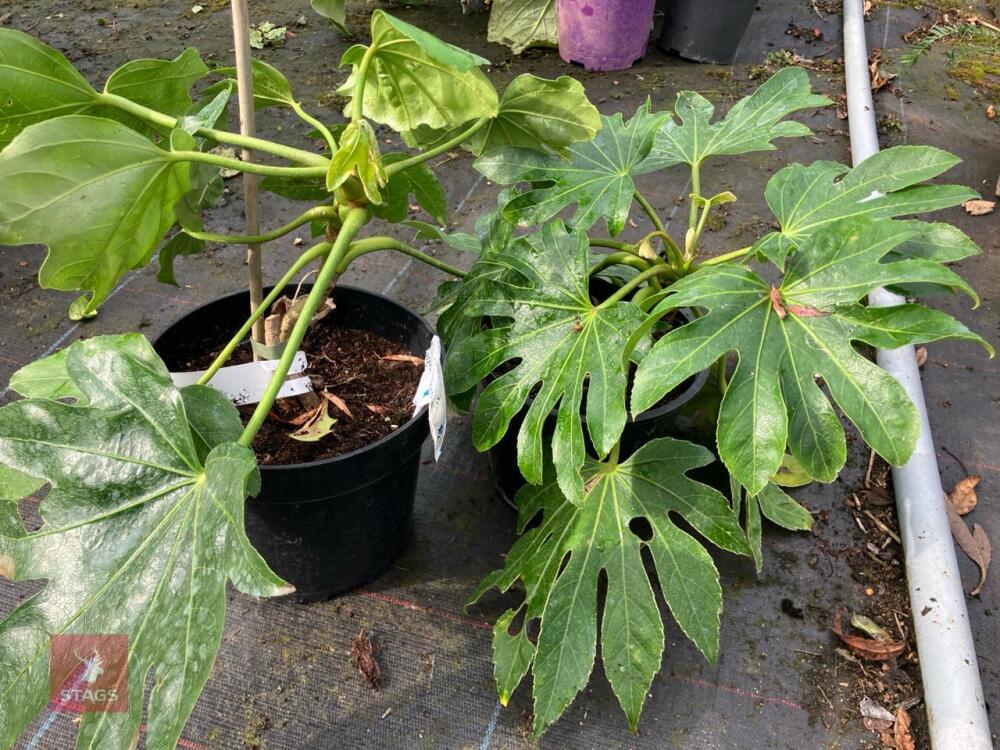 2 X FATSIA JAPONICA SHRUB