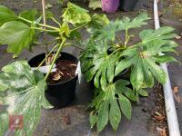 2 X FATSIA JAPONICA SHRUB