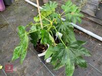 2 X FATSIA JAPONICA SHRUB - 4