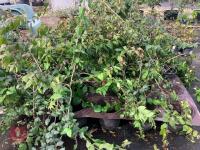5 X KOLKWITZIA AMABILIS PINK CLOUD SHRUB