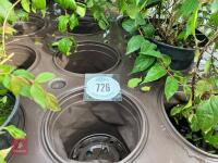 5 X KOLKWITZIA AMABILIS PINK CLOUD SHRUB - 2