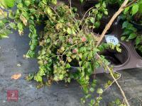 5 X KOLKWITZIA AMABILIS PINK CLOUD SHRUB - 3