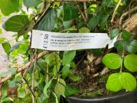 5 X KOLKWITZIA AMABILIS PINK CLOUD SHRUB - 5