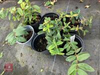 6 X HYPERICUM CALYCINUM