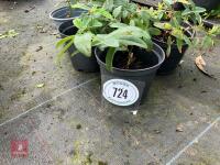 6 X HYPERICUM CALYCINUM - 2