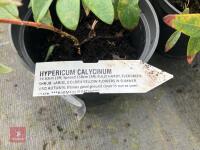 6 X HYPERICUM CALYCINUM - 3