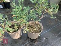 2 X UNKNOWN SHRUBS