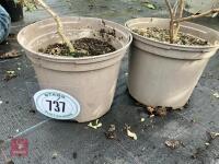 2 X UNKNOWN SHRUBS - 2