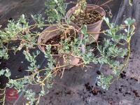 2 X UNKNOWN SHRUBS - 3
