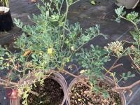 2 X UNKNOWN SHRUBS - 4
