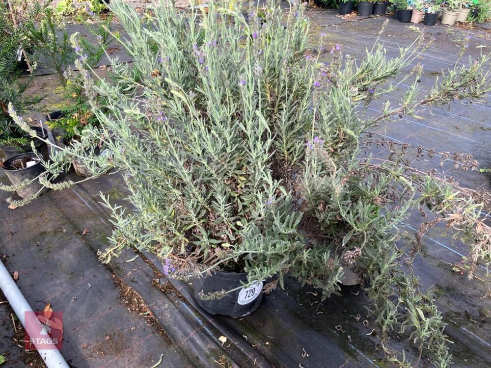 2 X MIXED SHRUBS