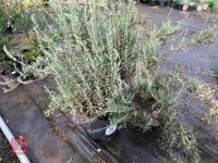 2 X MIXED SHRUBS