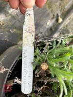 2 X MIXED SHRUBS - 3