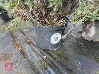 2 X MIXED SHRUBS - 4