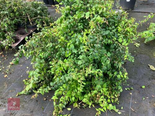 4 X KOLKWITZIA AMABILIS PINK CLOUD SHRUB