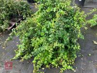 4 X KOLKWITZIA AMABILIS PINK CLOUD SHRUB
