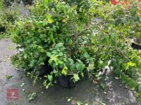 4 X KOLKWITZIA AMABILIS PINK CLOUD SHRUB - 3