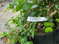 4 X KOLKWITZIA AMABILIS PINK CLOUD SHRUB - 4