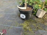 3 X MIXED POTS - 2