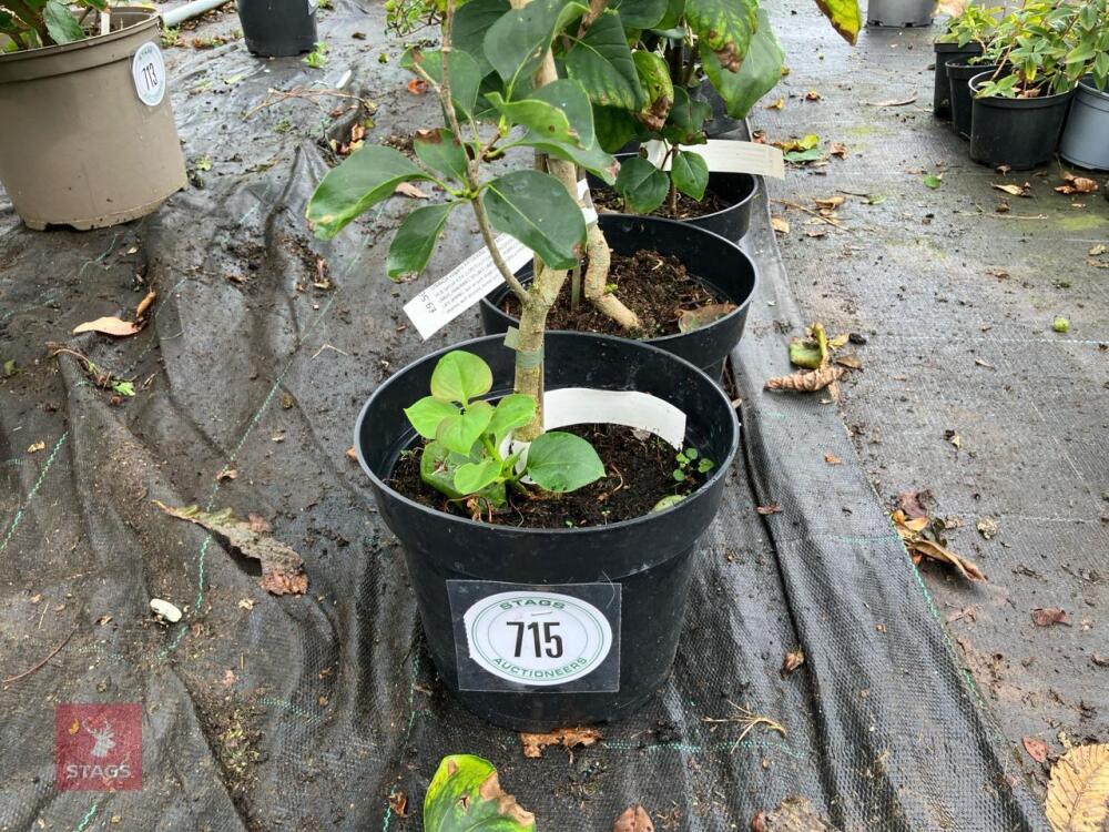 3 X SYRINGA VULGARIS KATHERINE HAVEMEYER