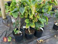3 X SYRINGA VULGARIS KATHERINE HAVEMEYER - 2