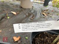 3 X SYRINGA VULGARIS KATHERINE HAVEMEYER - 3
