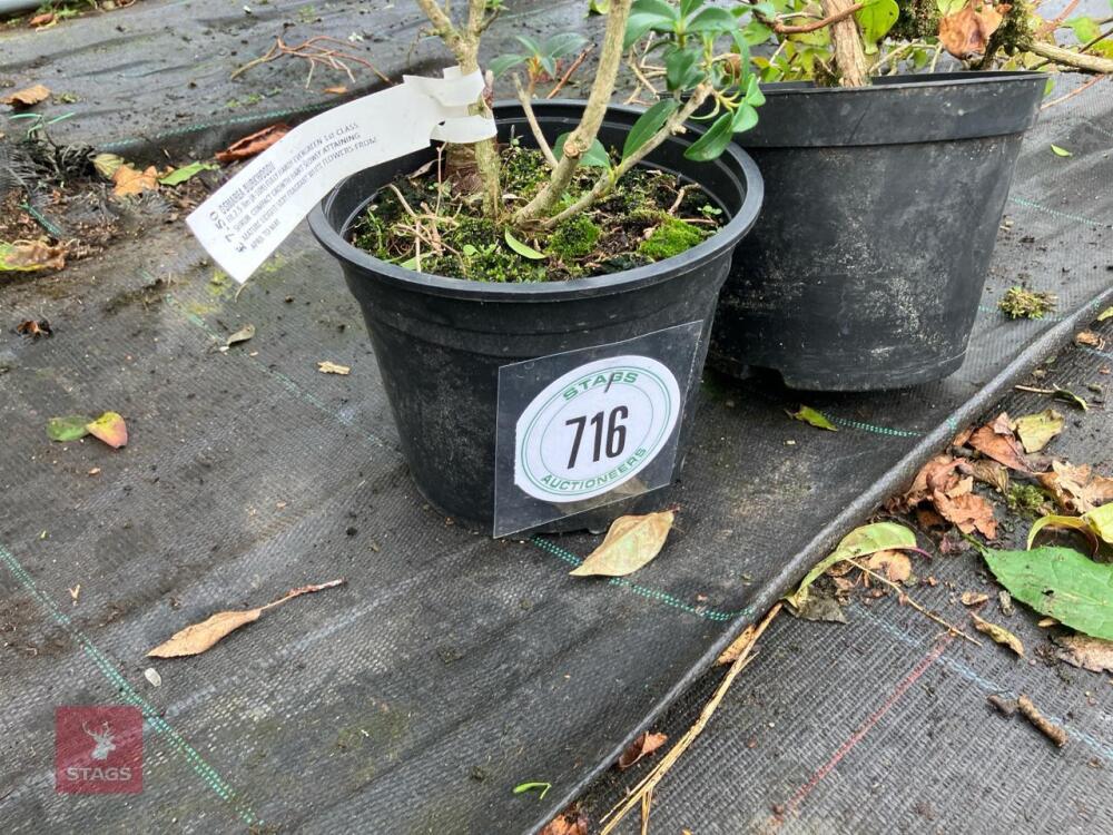 2 X MIXED SHRUBS