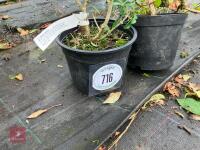 2 X MIXED SHRUBS