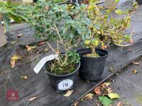 2 X MIXED SHRUBS - 2