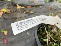 2 X MIXED SHRUBS - 3