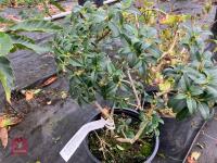 2 X MIXED SHRUBS - 4