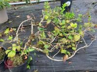 2 X MIXED SHRUBS - 5